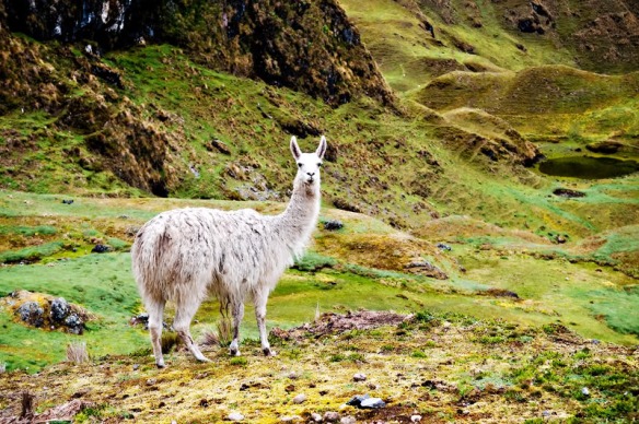Thank you to Lynn Dao for this beautiful foto along the Lares route