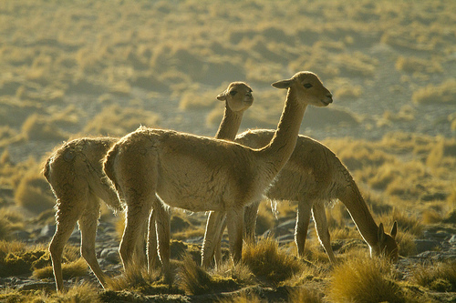  The 3 Vicuñas by Paulo Fassina licensed under CC BY 2.0